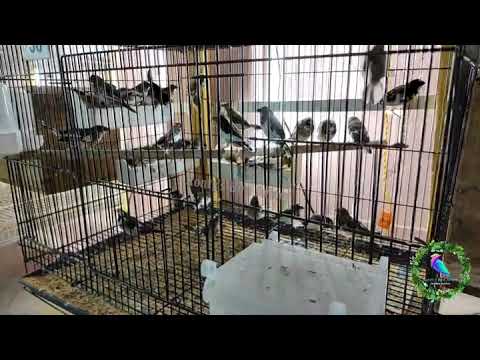 #rontysbirdaviary #Birdforsale #BirdBreeder #Savebirdssaveearth Choco Pied Bangalese For Sale