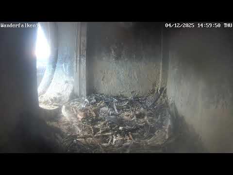 Lingen Peregrine Pair Live 2025 live cam preview