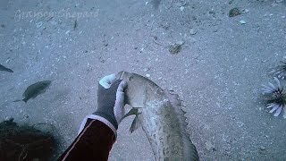 Saving a snagged hooked grouper while hunting Lionfish