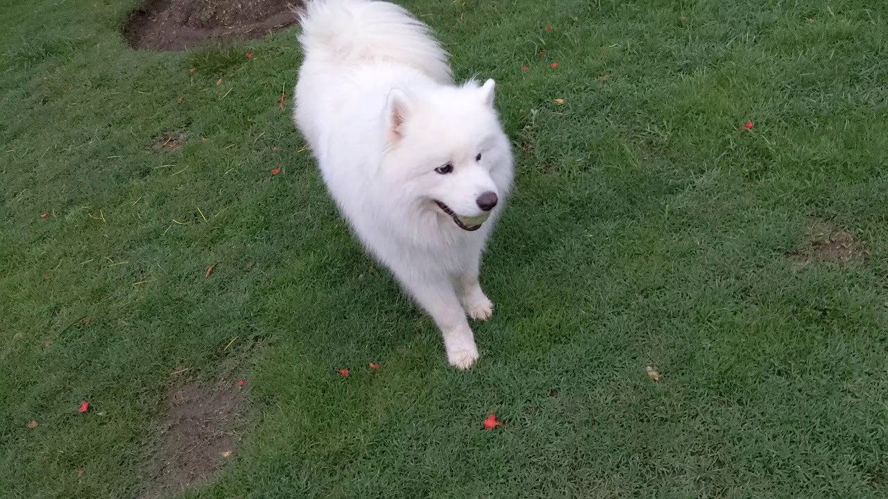 Bouncy Dog Running Circles Around The Hooman - YouTube