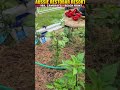 Carolina Reaper Update:#carolinareaper #superhot #hotsauce #chilli #hottest