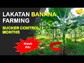 Sucker Control for Bananas | Lakatan Banana Farming