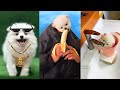 Tik Tok Chó Phốc Sóc Mini 😍 Funny and Cute Pomeranian #347