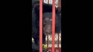 Terrified Bear Starts To Trust Her Rescuers | Animals Asia