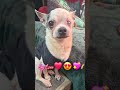 Say Love! cute puppy dog video chihuahua