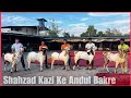 Shahzad bhais quality andul goats at sanjari goat farm