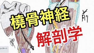 橈骨神経の解剖学と走行を解説