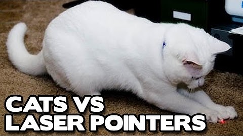 Funny Cats vs Laser Pointers Compilation! (BEST FUNNY ANIMAL COMPILATION) - Funny videos