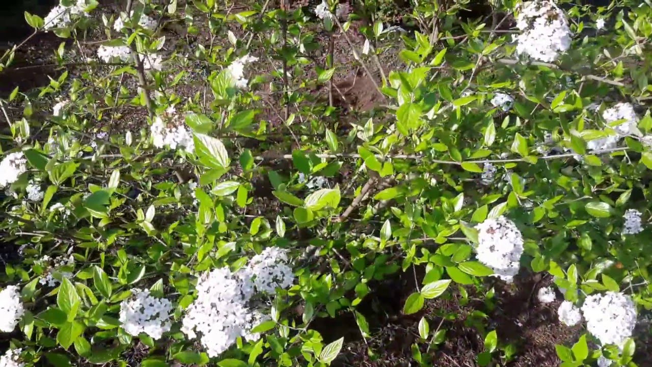 Korean Spice Viburnum / Viburnum carlesii 'Korean Spice' - YouTube