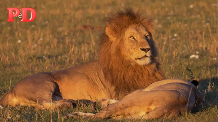 Documental | Masai Mara :El Santuario De Los Felinos.