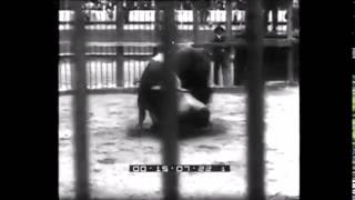 Lion Vs Bull - Lion Flees