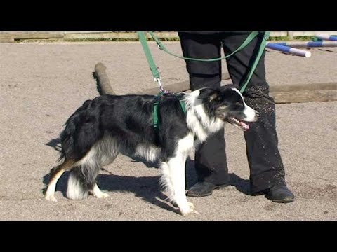 Video: Jak zastavit psa od kopat do trávníku