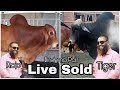 Biggest Brahma Pair Sold | Tiger and Rojo | Sadeeq Agro | Kurbani Eid 2020 | The Home of Goru Lovers