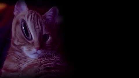 Shortest video on YouTube part 13