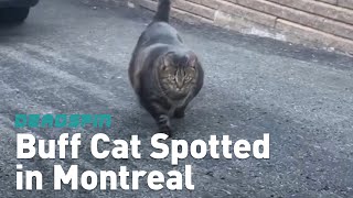 Buff Cat Spotted in Montreal