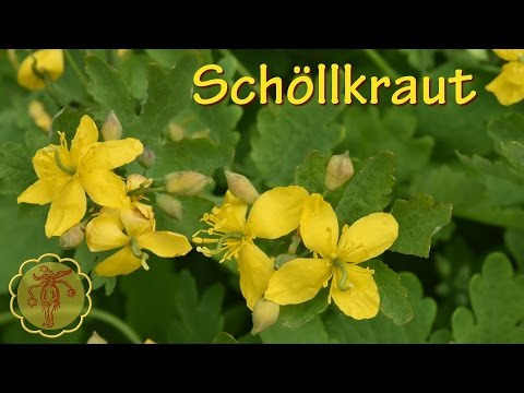 Video: Schöllkraut - Gebrauchsanweisung, Medizinische Eigenschaften, Kontraindikationen