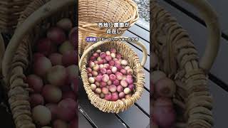 Step ブルーベリー Instagram リール 260521