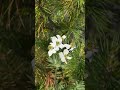 Яг байгаль дээрээ энэ цэцгүүд үнэхээр  гоё харагддаг.