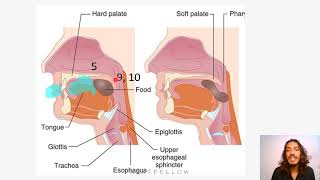 Physiology Deglutition concept for NEETPG,FMGE,INICET,NEXT. screenshot 5