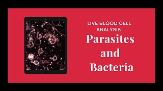 Parasites And Bacterias In Live Blood