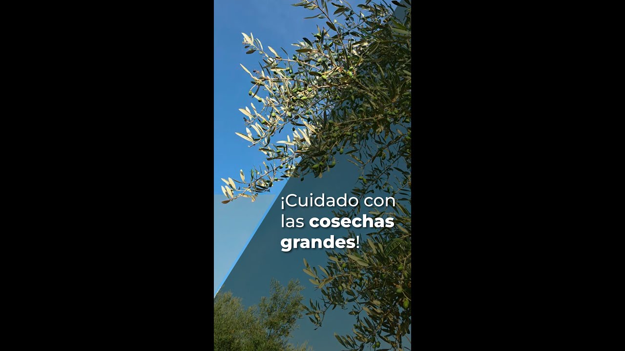 ¡CUIDADO CON LAS COSECHAS GRANDES!