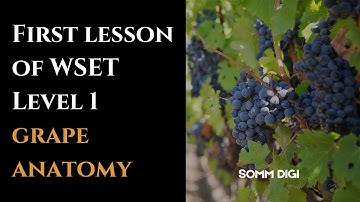 WSET Level 1: First lesson - grape anatomy  #wset #wine #wsetlevel1 #grapes