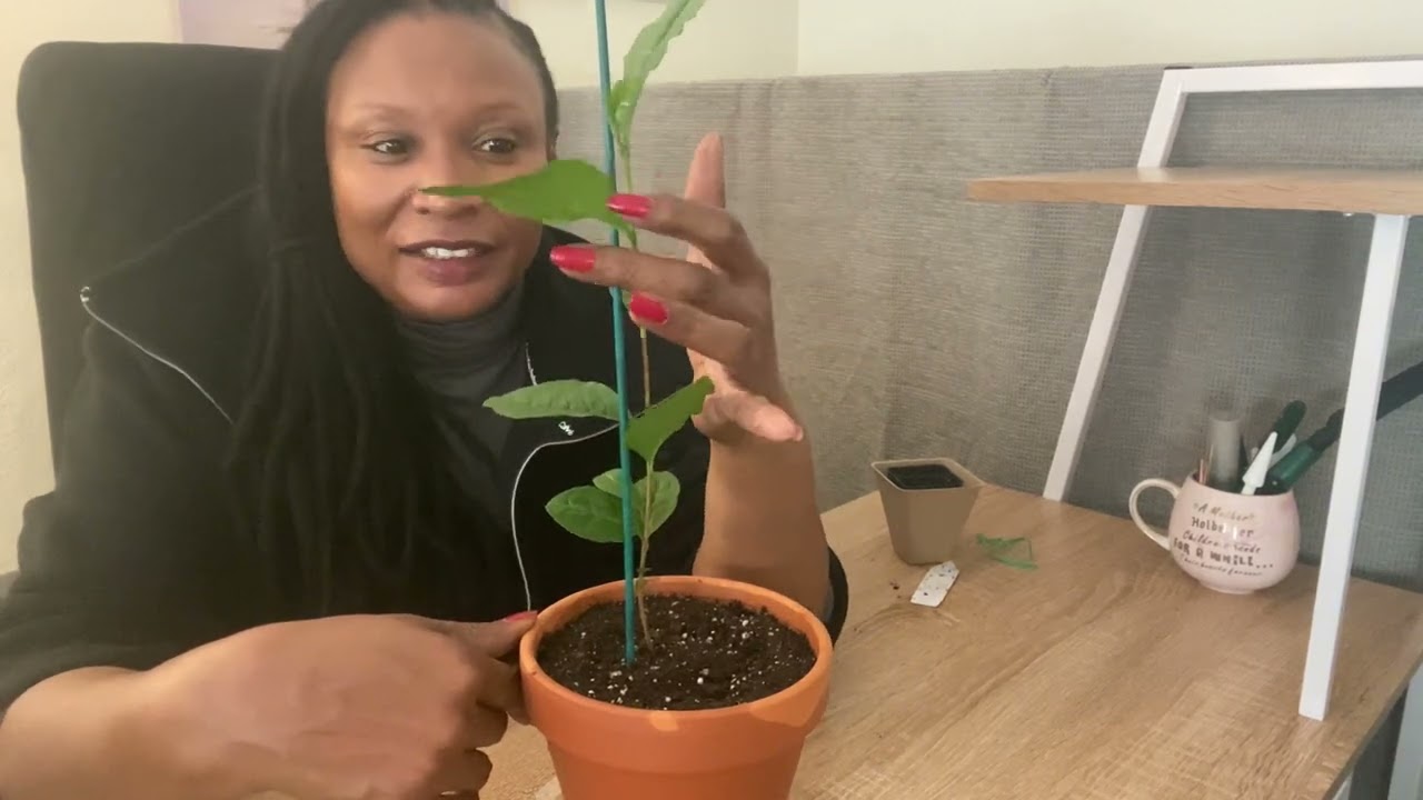 Grow Your own Tea/ Filing unused space in the garden with garlic/ Cheese and onion sourdough ❤️😊💚