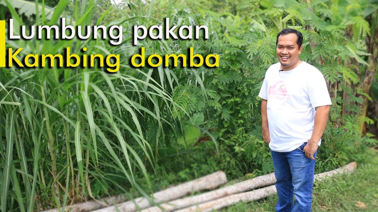 Cara ternak kambing dan domba biar cepat gemuk 