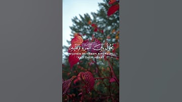 تلاوة خاشعة من سورة الأنفال للقاريء الشيخ ماهر المعيقلي #ماهر_المعيقلي #quran #قرآن #أذكار #الله