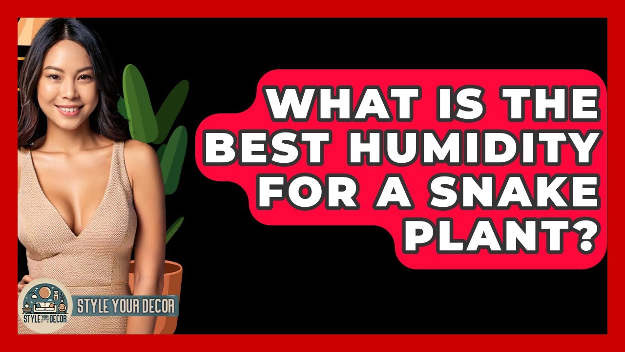 What Is The Best Humidity For A Snake Plant? - Style Your Decor