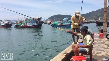 FISHING | CÂU CÁ GIẢI TRÍ, CÁ GIÒ CÁ DÌA CÙNG CẦN THỦ CẢNG ĐẠI LÃNH |NGƯỜI VÙNG BIỂN