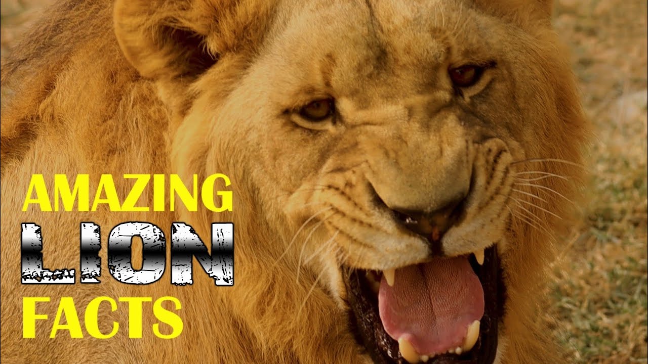 Amazing Facts about Lion