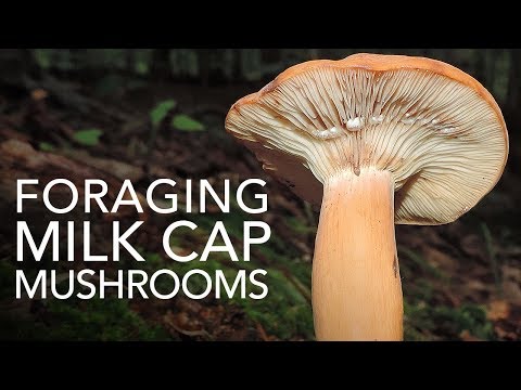 Video: The most common types of milk mushrooms