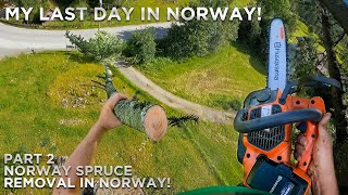 Big Tricky Norwegian Spruce Removal! | Part 2