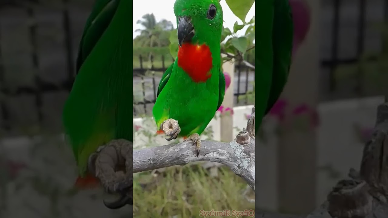 Burung Serindit Dada Merah Jinak Main Air Liur / Blue-crowned Hanging
