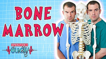 Operation Ouch - Bone Marrow | Biology for Kids