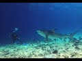 Fuvahmulah Tiger Shark HD Maldives