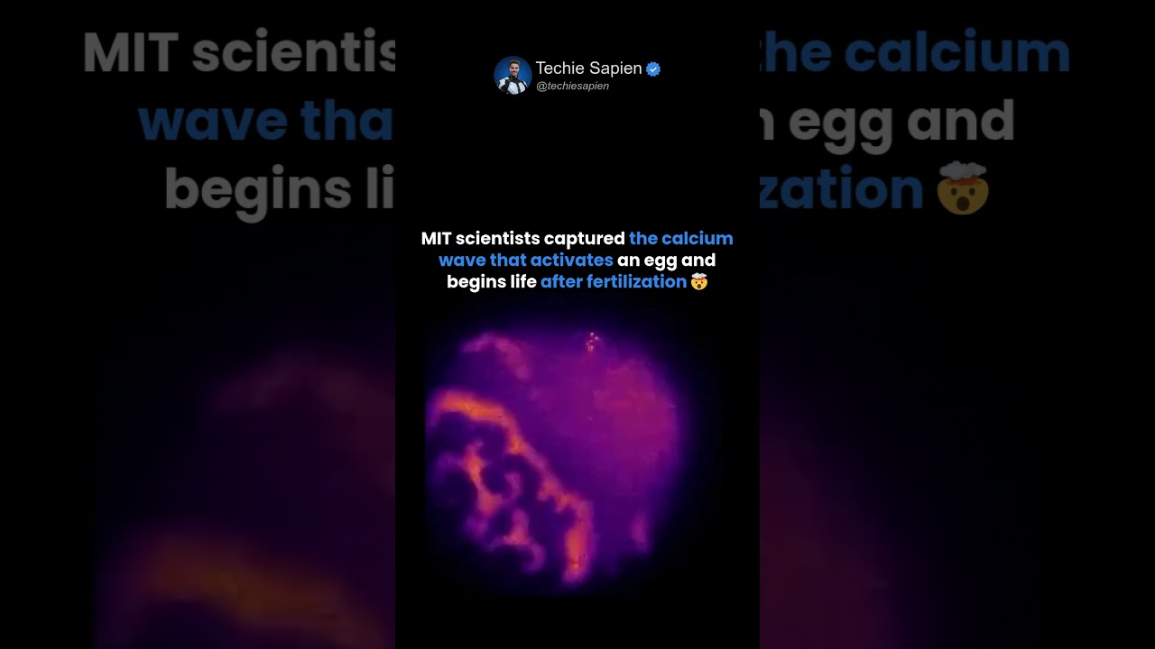 MIT Captures the First Seconds of Life After Fertilization Under a Microscope 🤯