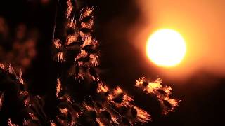 Soft Focus Golden Grass Sunset - Royalty Free Stock Nature Footage