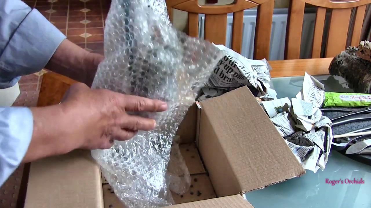 Unboxing a New Orchid 