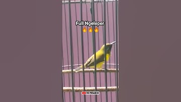 SOGON GACOR FULL KLEPER‼️ #sogon