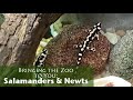 Bringing the Zoo to You: Salamanders & Newts