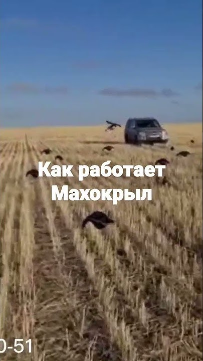 Гусь Махокрыл- эффективная приманка . - YouTube