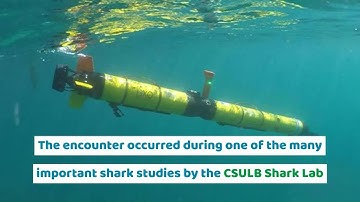 EcoMapper AUV Shark Lab Study with a Great White Shark
