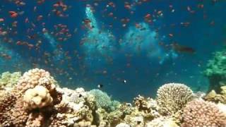 Dahab freediving and reefs 2011