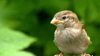 Gorrión Llamando a su Madre - Sparrow Calling Her Mom