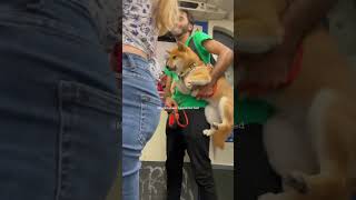 Shiba Inu goes for a ride on the tube