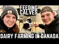 Feeding Calves With Neline!