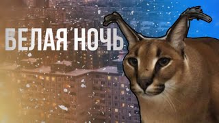 Белая ночь (floppa edition)