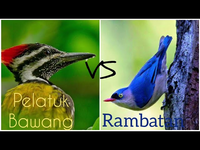 Masteran Burung Pelatuk Bawang VS Burung Rambatan paling di cari !! class=